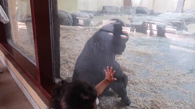 DUBAI SAFARI PARK- What to Expect... смотреть онлайн