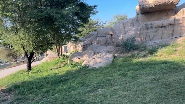 Fearless like a lion, unstoppable like a king. @ safari park#zoo смотреть онлайн