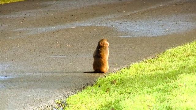 Safari Monkeys Destroy Car And Use Parts To Make Another