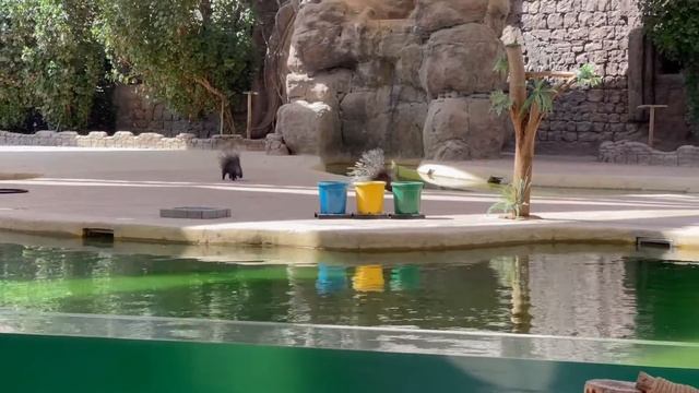 Keila Explores Dubai Safari Park 2022 смотреть онлайн