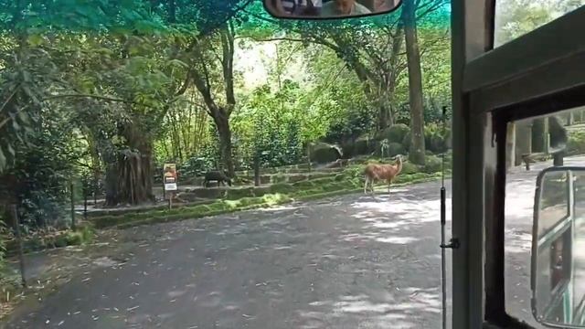 Virtual Tour Taman Safari Bogor Naik Bus TSI 2023 Tanpa Bawa Mobil Sendiri #part1 #nocut #noedit