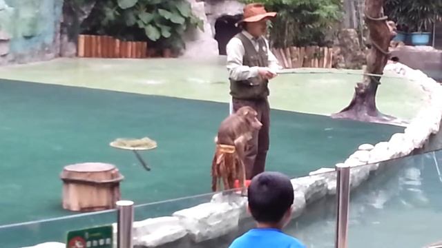 Guangzhou Chimelong Safari Park - Asian animals 5 смотреть онлайн