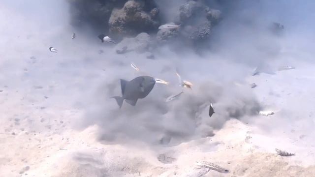 Red Sea Diving Safari - Marsa Shagra 2023 смотреть онлайн