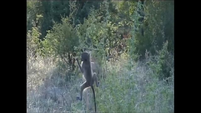 Cute and Clumsy Baboon Baby смотреть онлайн