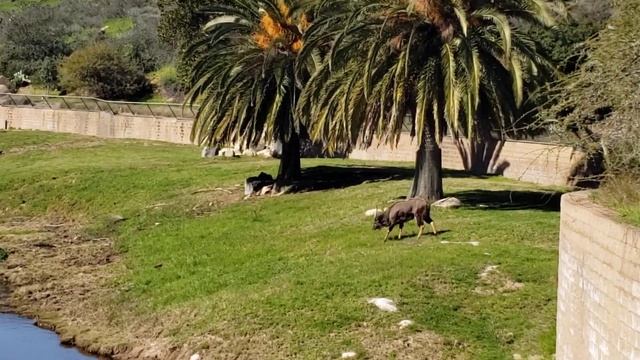 Darren's Full tour at San Diego Zoo Safari Park, 1.28.23 смотреть онлайн