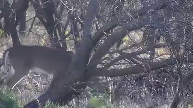 3BH RANCH '10 DEER SEASON