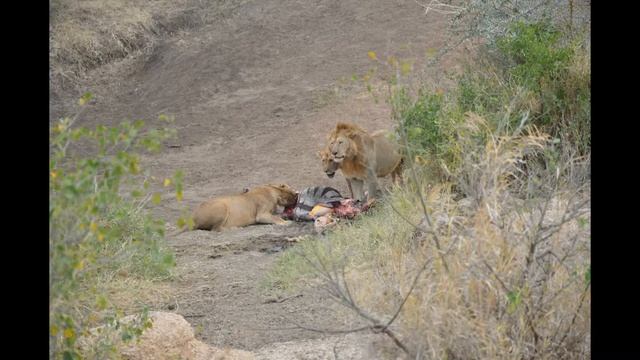 Safari Tanzania 2021 смотреть онлайн