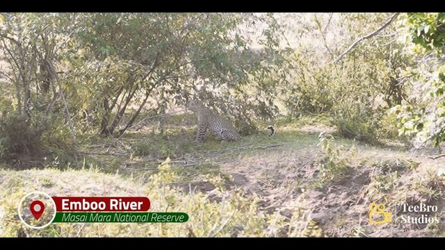 Masai Mara | 5 Day Safari in Kenya смотреть онлайн