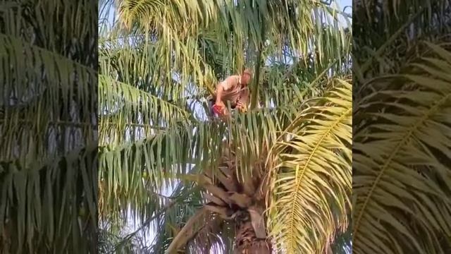 He climbing by a brave with hard work on cutting trees смотреть онлайн