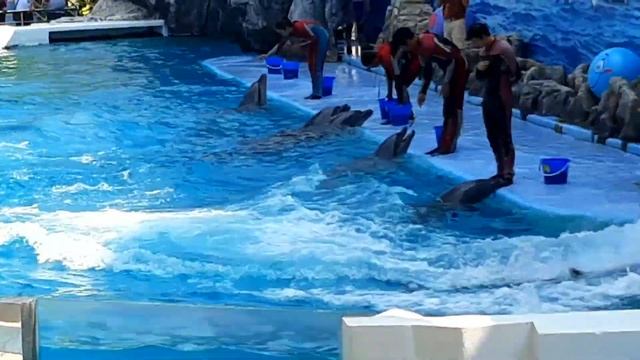 Dolphin Show | Safari World | Bangkok | Thailand | Pattaya | Tapus Corner смотреть онлайн