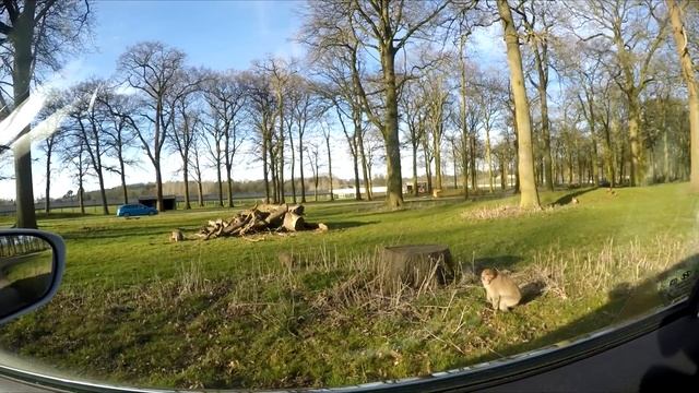 Woburn Safari Park March 2016 смотреть онлайн
