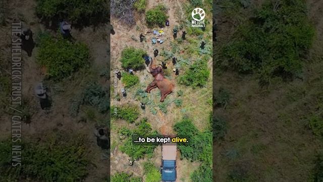 Helicopter tries to catch elephant before it's too late смотреть онлайн