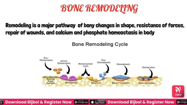 Alveolar Bone explanation by Bijbol Dental Library смотреть онлайн