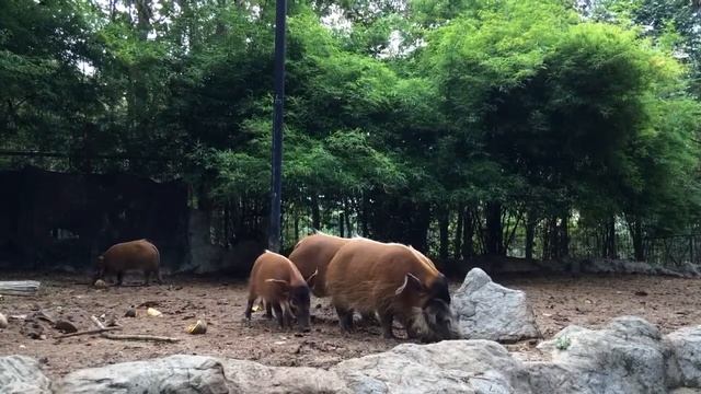 Red River Hog at Chiang Mai Night Safari смотреть онлайн