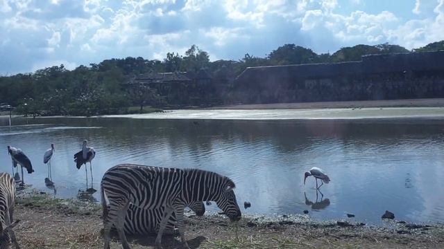 Safari World, Bangkok | Safari Park смотреть онлайн