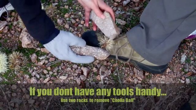 Intro to Cholla Cactus смотреть онлайн
