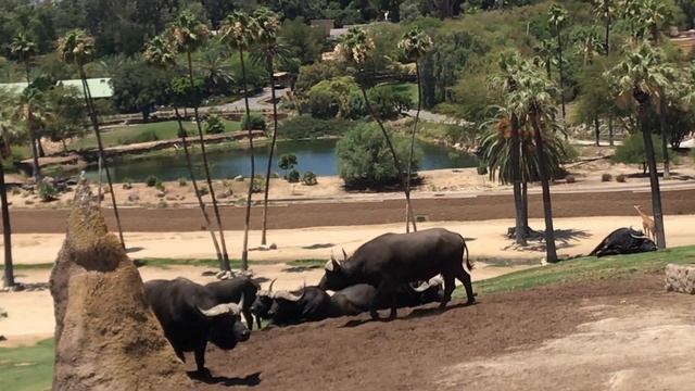 Wildebeests at the San Diego zoo safari park смотреть онлайн