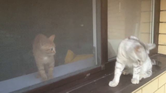 Рыжий Вася:здесь я хозяин!