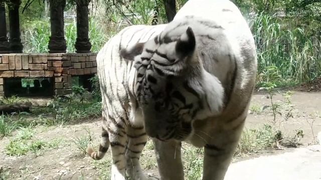 White Tiger @ Bali Safari Park смотреть онлайн