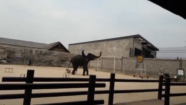 Hua hin safari adventures смотреть онлайн