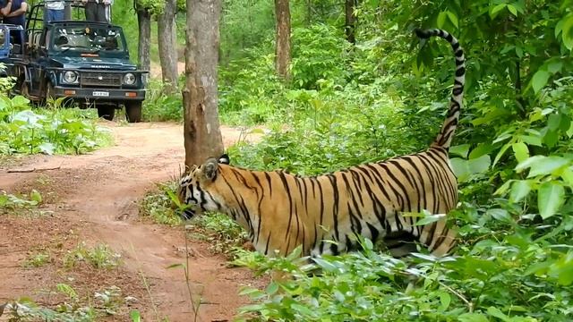 Tadoba Mansoon safari beauty with tiger Adegaon Dewada junona zone w tigress #tadoba смотреть онлайн