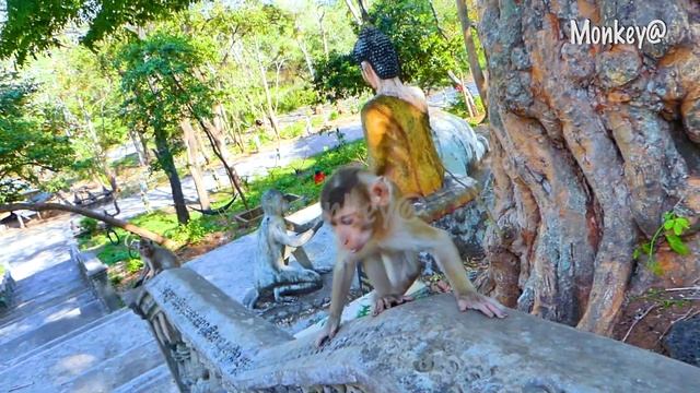 Very brave to the monkey Rosaly is playing with me. смотреть онлайн