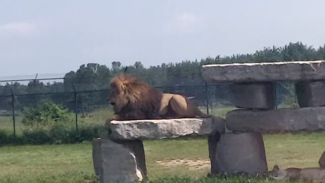 African Lion Safari. Lions смотреть онлайн