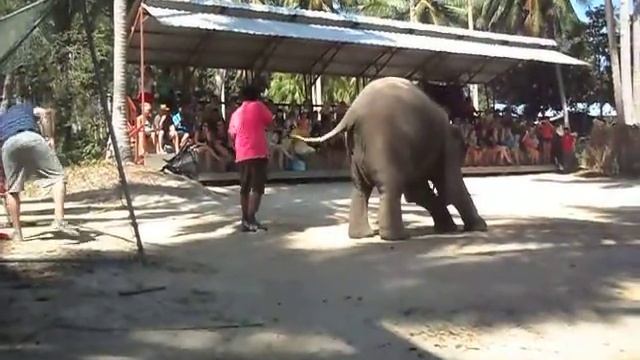 Funny Day Safari Baby Elephant Play Football смотреть онлайн