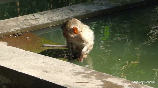 Clever Rainbow decide to swim by herself without teaching by mom, Brave Rainbow swim herself in poo смотреть онлайн