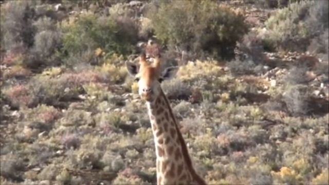 African Safari Day 3 (Final Game Drive).wmv смотреть онлайн
