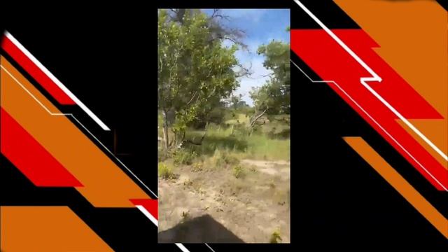 Turista morre após ataque de elefante durante safari na África. смотреть онлайн