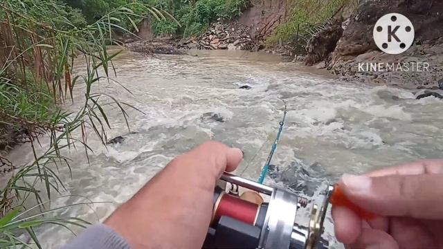 กระสูบน้ำไหล ช่วงต้นหนาว / Hampala hunt in Thailand / Abu Zoom Safari / Abu ambassadeur 2600c смотреть онлайн
