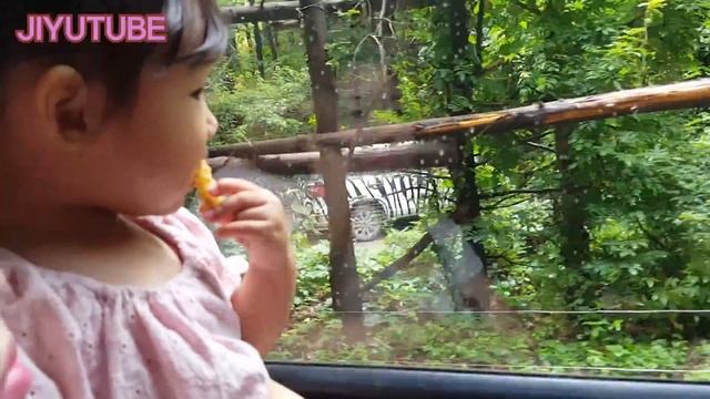 The bear chases the safari car. A walking bear and a sleeping lion, go zoo смотреть онлайн