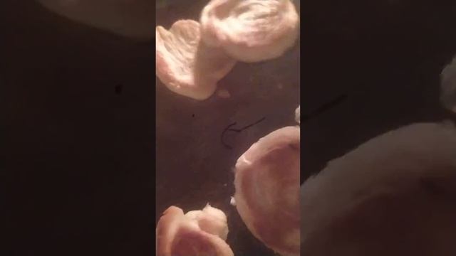 Вкусные розочки🌺на мой ДР! Слоëное тесто на основе настоящего вологодского масла😋🥐🍶🧈 (часть 2-я) смотреть онлайн