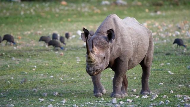 Etosha Namibia смотреть онлайн