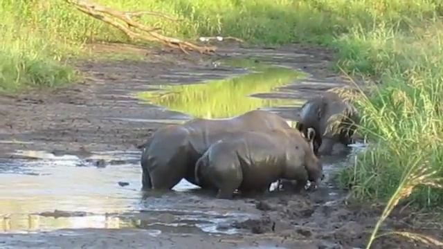 Rhinos on the move смотреть онлайн