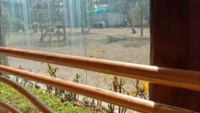 Jungle Safari। Naya Raipur Chhattisgarh। Educational tour by Lingeshwar Public School Sanoud। 2024। смотреть онлайн