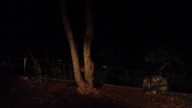 Chiang Mai Night Safari смотреть онлайн