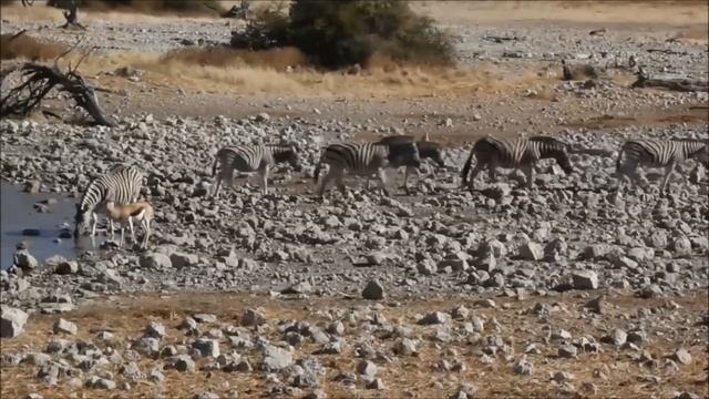 Zebras For Kids: Learn All About Zebras - FreeSchool