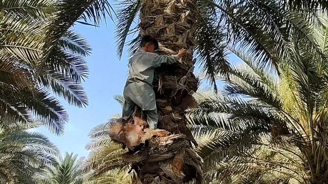 How A Brave Boy Rescue Fallen Chicks Of Myna After Storm смотреть онлайн