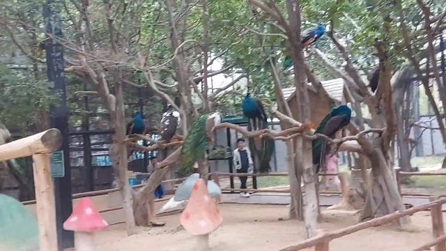 MINI ZOO YINXIAN RESORT/SAFARI PARK смотреть онлайн