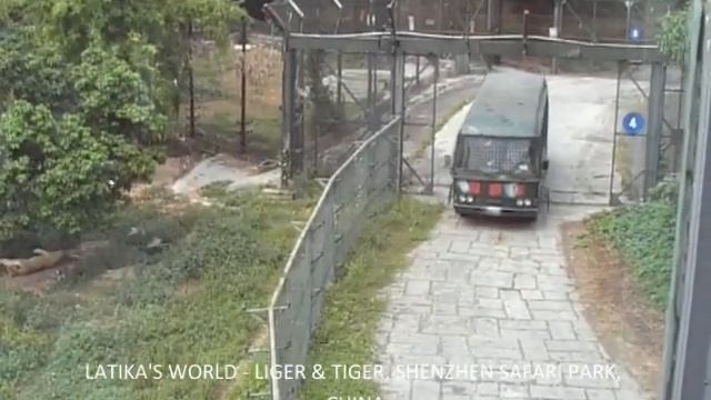 SENSATIONAL LIGER WITH TIGERS SHENZHEN SAFARI PARK CHINA LATIKAS WORLD смотреть онлайн