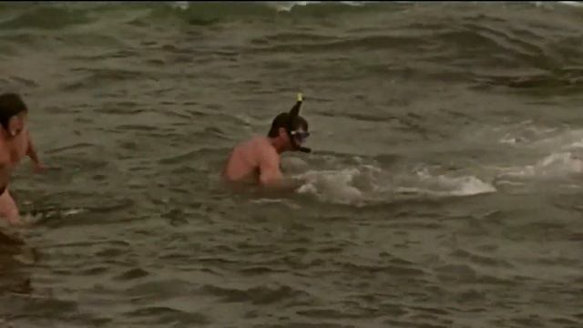 La Jolla Cove sea lions chase each other, charge tourists in viral video смотреть онлайн