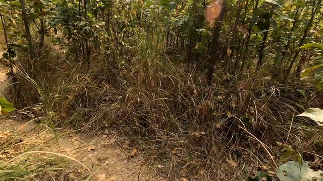 Jeep Safari at Bardiya National Park | Tiger Sighting | Journey to Western Nepal EP 3 смотреть онлайн
