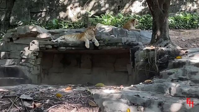 What up Chimelong Safari Park! смотреть онлайн