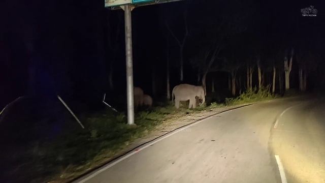 ആന ബസ് കുത്തി മറിക്കാൻ വന്നപ്പോള് | Muthanga Bandipur Forest KSRTC Night Bus | Jungle Safari #bus смотреть онлайн