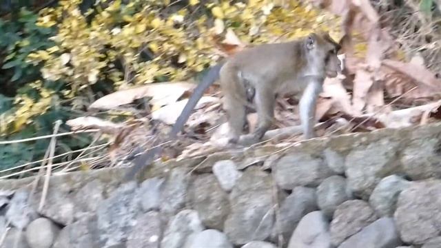 Обезьянка у отеля смотреть онлайн