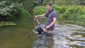 Догтренинг 638. Урок в реке: отработка чёткого и быстрого управления в водной среде.