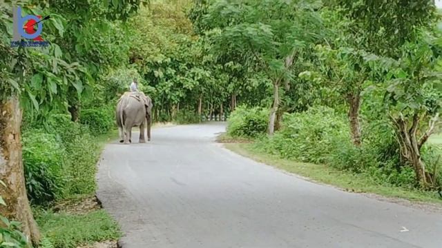 Kodalbasti Elephant Safari | Elephant Chasing Due To Foolish Activity | chasing Of Elephant смотреть онлайн