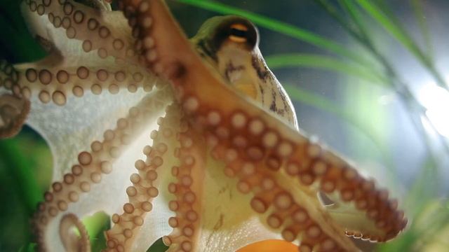 Amazing Octopuses - Mustekalamenoa! смотреть онлайн